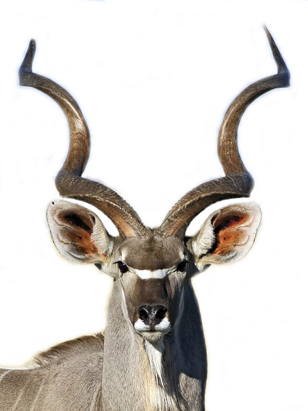 Kudu Trophy Hunting Namibia
